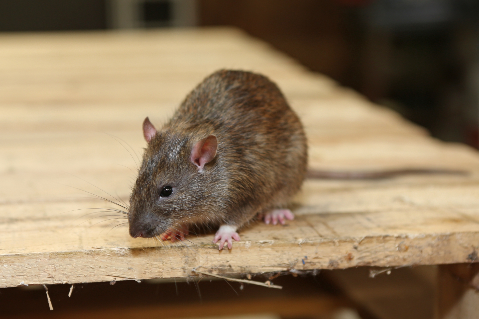 Rat Infestation, Pest Control in Gordon Hill, EN2. Call Now 020 8166 9746