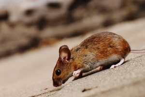 Mice Exterminator, Pest Control in Gordon Hill, EN2. Call Now 020 8166 9746