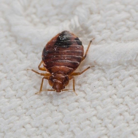 Bed Bugs, Pest Control in Gordon Hill, EN2. Call Now! 020 8166 9746