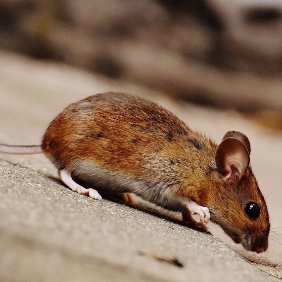 Mice, Pest Control in Gordon Hill, EN2. Call Now! 020 8166 9746