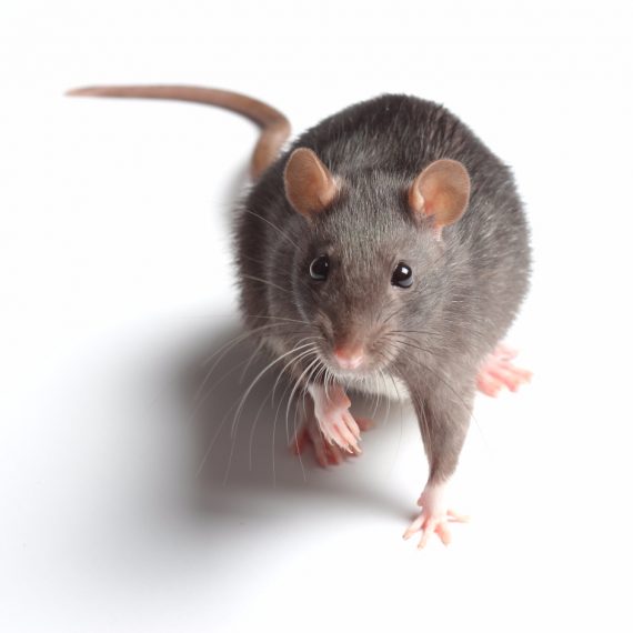 Rats, Pest Control in Gordon Hill, EN2. Call Now! 020 8166 9746