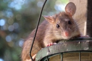 Rat Infestation, Pest Control in Gordon Hill, EN2. Call Now 020 8166 9746