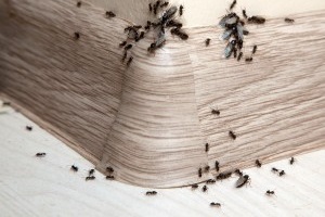 Ant Control, Pest Control in Gordon Hill, EN2. Call Now 020 8166 9746