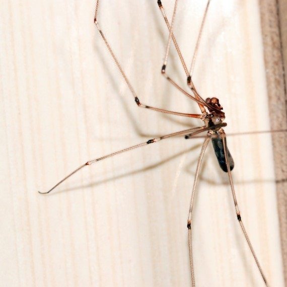 Spiders, Pest Control in Gordon Hill, EN2. Call Now! 020 8166 9746