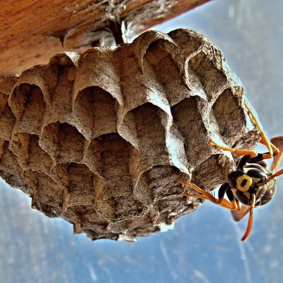 Wasps Nest, Pest Control in Gordon Hill, EN2. Call Now! 020 8166 9746